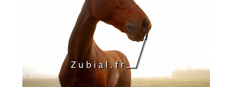 cheval-zubial